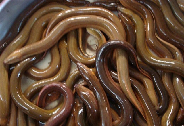 Nuôi lươn mùa lũ ở miền Tây: Cứ bán 1 ký lời 100 ngàn