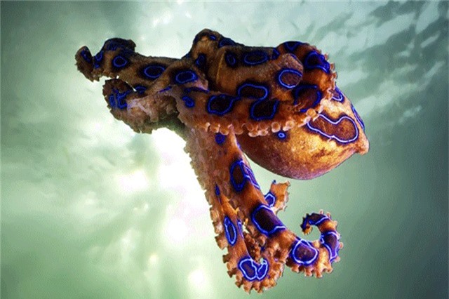 Điểm danh 6 'sát nhân tý hon' đáng sợ nhất trong thế giới động vật