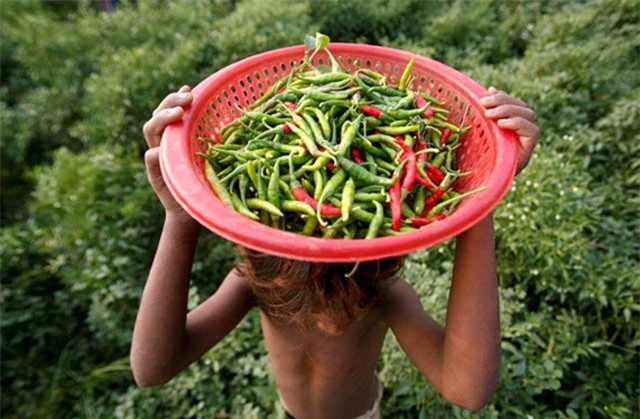 9 lợi ích tuyệt vời của ớt xanh mà bạn chưa biết