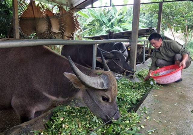 Xứ Tuyên ra mắt thương hiệu “trâu ngố”, nuôi 2,5 tháng lãi 3 triệu