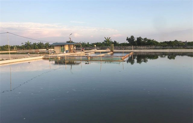 “Bể cá thần” nuôi cá dày đặc, lớn nhanh, doanh thu hơn 10 tỷ/năm