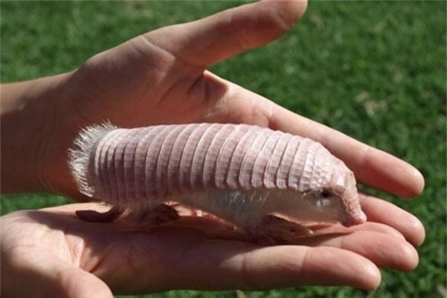 15 loài động vật có vẻ ngoài kỳ quái nhất thế giới