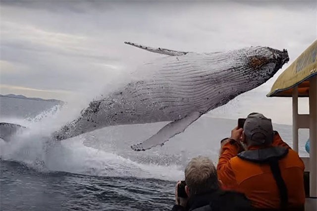 Clip: Hãi hùng trước cảnh đối mặt với cá voi khổng lồ như trong phim kinh dị