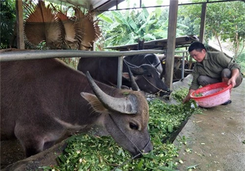 xu tuyen ra mat thuong hieu “trau ngo”, nuoi 2,5 thang lai 3 trieu hinh anh 1