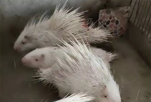 8x 'đút túi' hàng trăm triệu mỗi năm nhờ nuôi con 'chạm vào là đau'