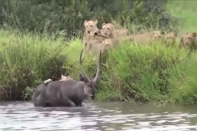 Clip: Bắt được linh dương, sư tử vẫn ngậm ngùi nhịn đói