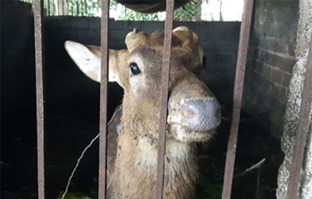 Nuôi con ăn lá mít, uống nước lã, đến hẹn cắt sừng thu tiền