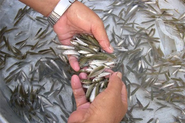 Khám phá loài cá đặc sản mùa nước nổi của miền Tây