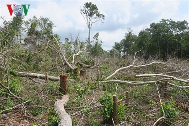 Xử lý nghiêm nếu phát hiện tình trạng bảo kê phá rừng Tà Cú