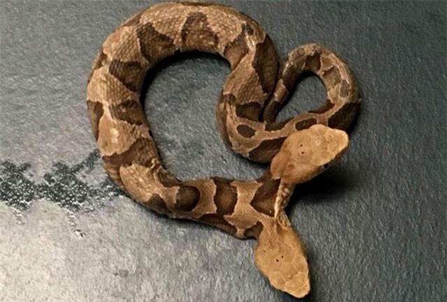 Phát hiện rắn 2 đầu bò trong nhà dân ở Mỹ