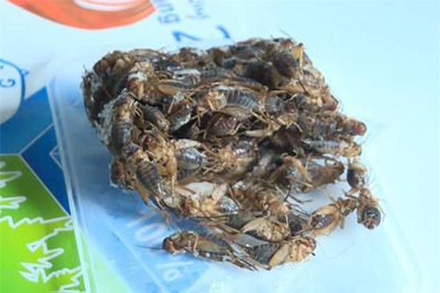 Nuôi loài "đoản thọ", tối ngày kêu ri ri, tù tì cho tiền mỗi tháng