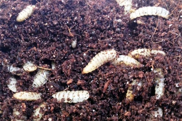 Chỉ 100m2 nuôi sâu Canxi mỗi ngày xử lý được cả 1 tấn rác hữu cơ