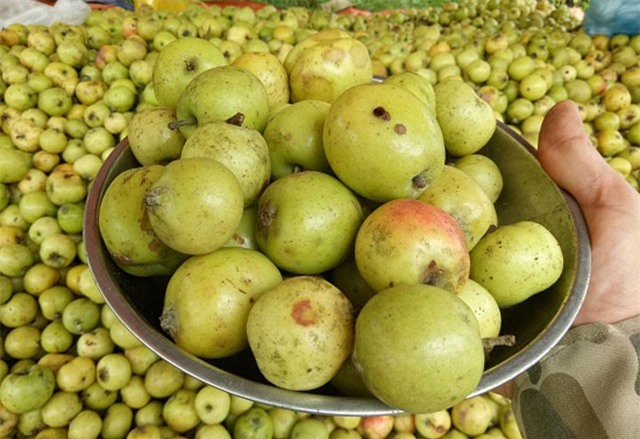 Ở nơi heo hút, trai trẻ vẫn sống khỏe nhờ trồng táo mèo