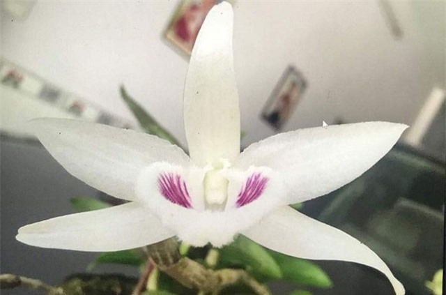 Giỏ lan giã hạc 5 cánh trắng có gì đặc biệt mà đội giá lên 6,8 tỷ đồng?