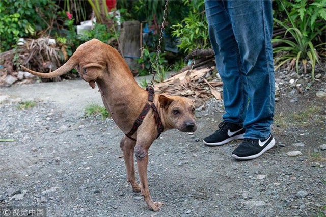 Chú chó đi bằng hai chân và câu chuyện nghị lực khiến con người phải nể phục