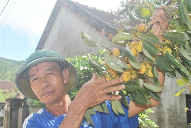 Nghệ An: Mê mẩn vườn hồng cổ thụ trĩu quả giữa trời thu