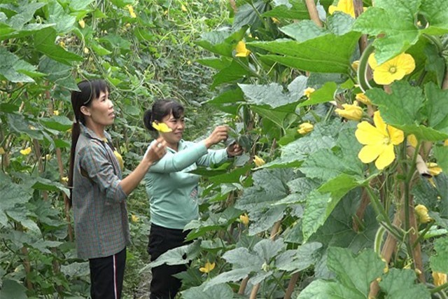 Phú Thọ: Cả làng thu 200 tỷ nhờ cây... "hoa vàng quả xanh"