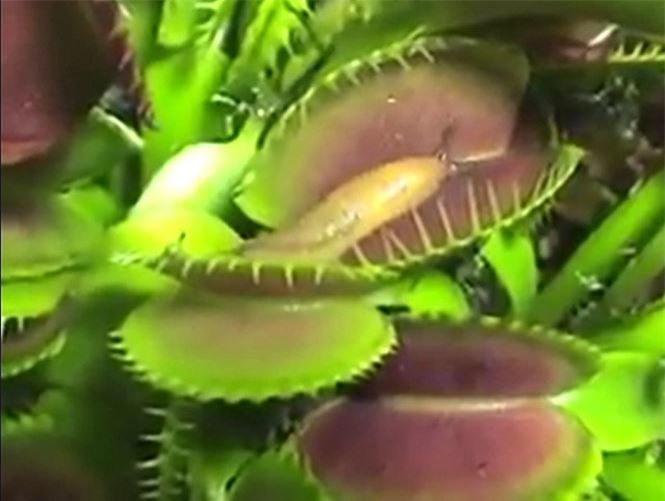 Clip: Kinh hoàng cảnh cây bắt ruồi ăn cả ốc sên