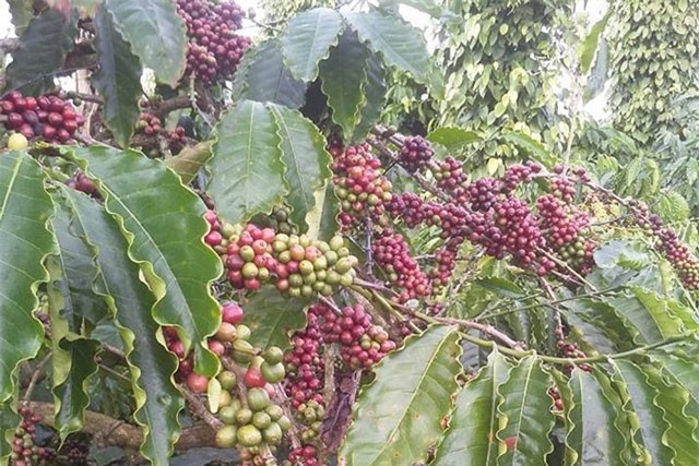 Cà phê trong nước ngược chiều giá thế giới