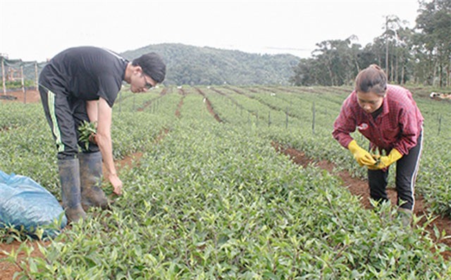 Trồng rau rừng, ít chăm vẫn cứ xanh tốt, bán chạy như tôm tươi