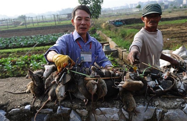 'Vua diệt chuột' được báo chí quốc tế ca ngợi