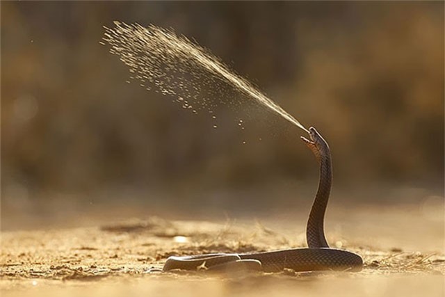 Cận cảnh nọc độc rắn hổ mang chúa tấn công, tàn phá cơ thể người