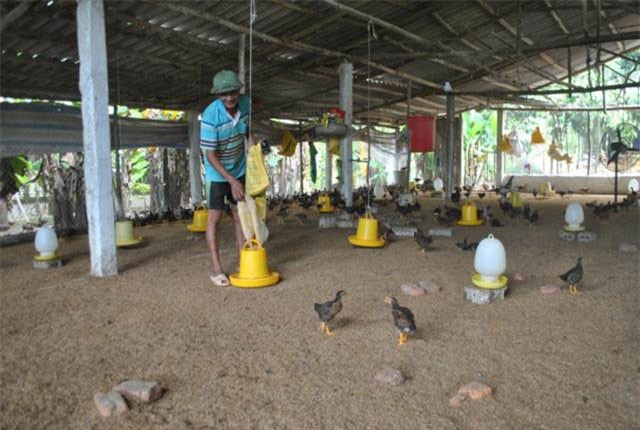 Nuôi gà thả chạy khắp đồi heo hút, "đút túi" mỗi tháng 50 triệu