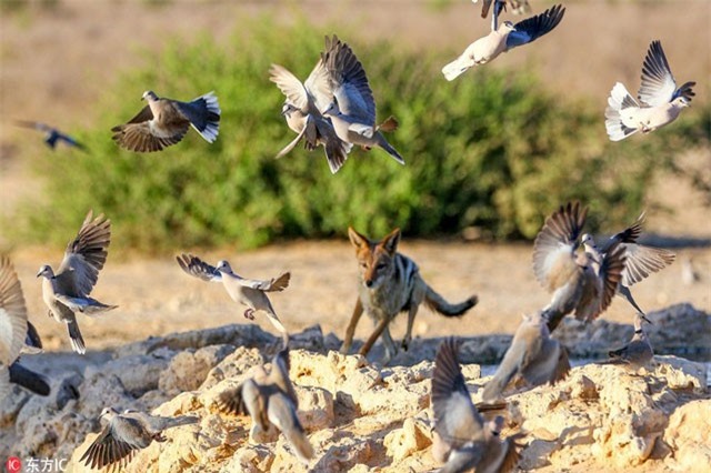 Chó rừng Nam Phi phô diễn màn săn chim đỉnh cao