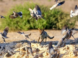 Chó rừng Nam Phi phô diễn màn săn chim đỉnh cao