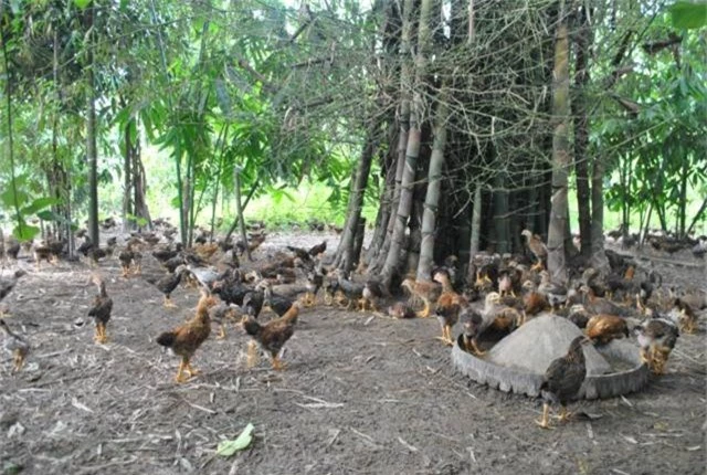 nuoi gà thả chay khap doi heo hut, 