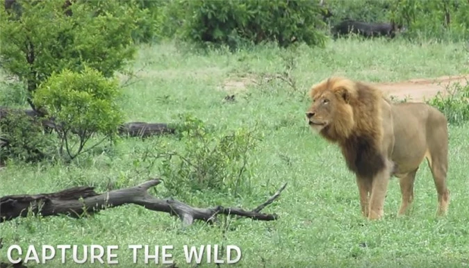 Sư tử đực đang quan sát bầy trâu rừng