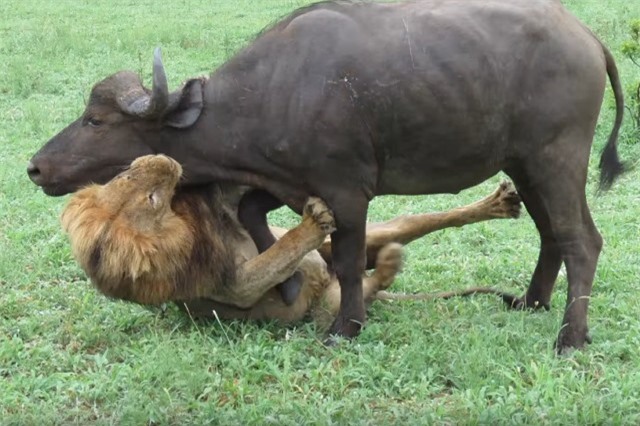 Clip: Sư tử đực đoạt mạng trâu rừng trong ‘chớp mắt’