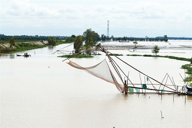 Mùa nước nổi An Giang, ngày cất vó được 30 ký cá kiếm được hơn 400.000