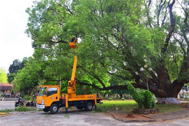 Cặp đôi Long não di sản lớn nhất Việt Nam đã chia lìa