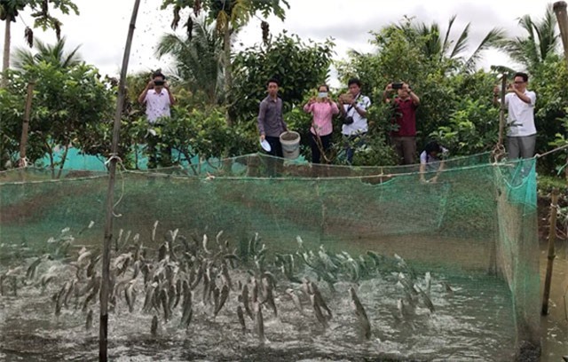 'Vua' cá lóc bay làm du lịch