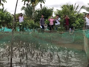 'Vua' cá lóc bay làm du lịch