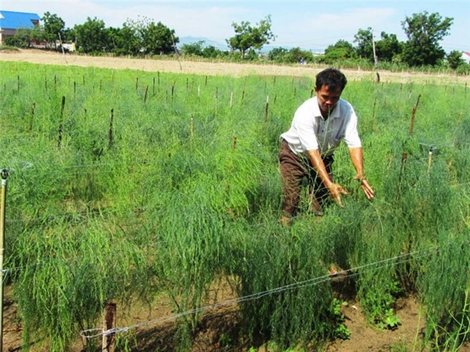 Măng tây trên đất cát.