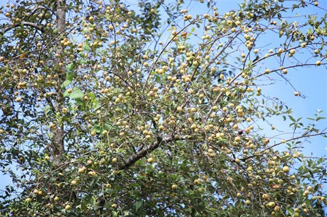 Rừng táo sơn tra hơn 150 tuổi, "đẻ sòn sòn", cho cả tạ quả/cây