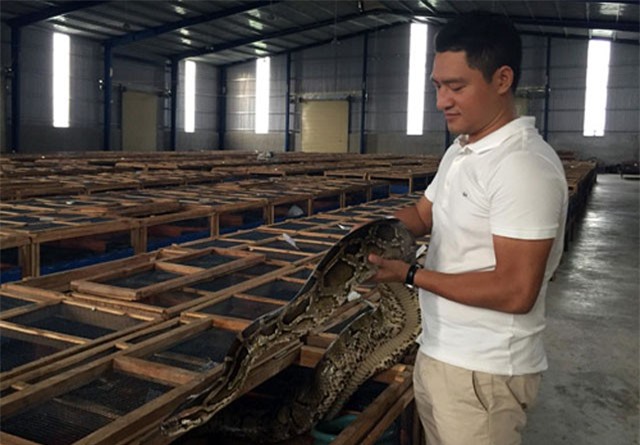 TP.HCM: "Đột nhập" trại nuôi trăn “khủng” của chàng kỹ sư dầu khí