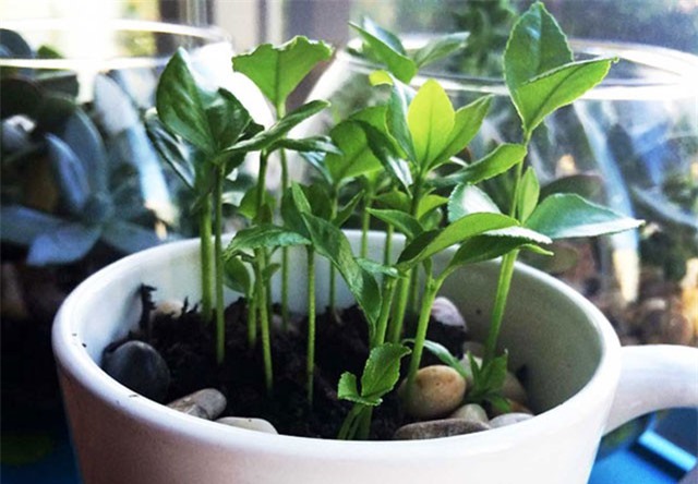 Có ngay chậu cảnh cực đẹp bằng những hạt chanh vứt đi