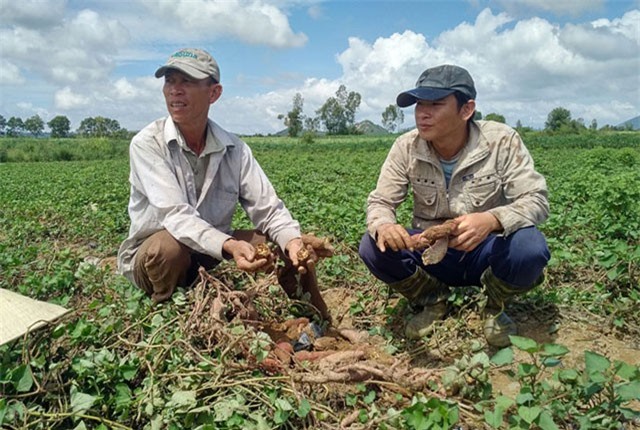 Phú Yên: Lừa dân trồng khoai lang Nhật, cầm khoai đi mất hút