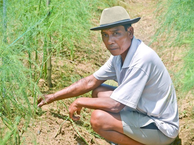 Làm giàu từ trồng măng tây trên vùng đất pha cát