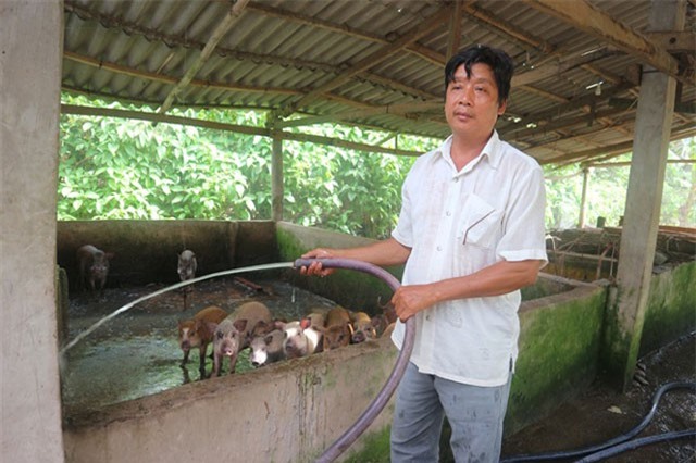 Nuôi heo rừng theo kiểu 'khác người' của anh Hai miền Tây