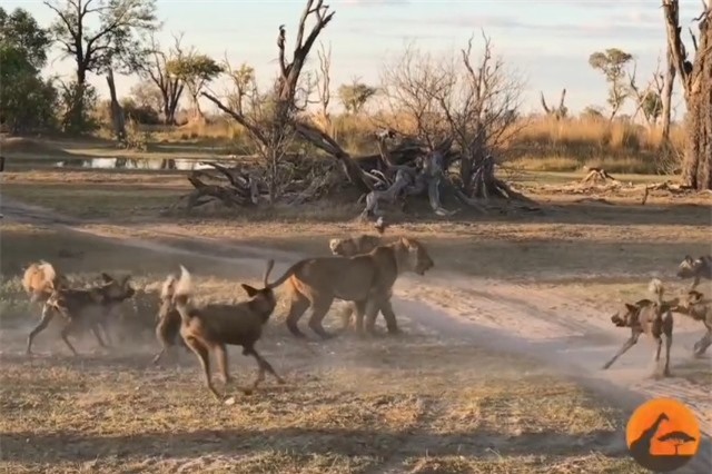 Clip: 'Hồi hộp' chứng kiến màn cứu con khỏi bầy chó hoang của sư tử cái