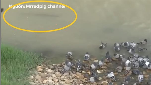 Clip: Cá trê 'khổng lồ' nuốt gọn chim bồ câu trong nháy mắt