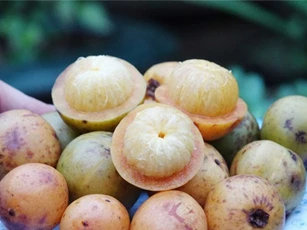 Giới trẻ thành phố lùng sục mua loại trái cây 'ăn chơi' của trẻ em vùng quê