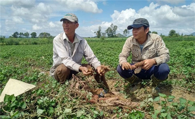 phu yen: lua dan trong khoai lang nhat, cam khoai di mat hut hinh anh 1