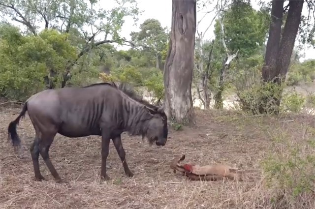 Clip: Linh dương đầu bò vụng về, vô tình 'hiến mạng' con cho báo hoa mai