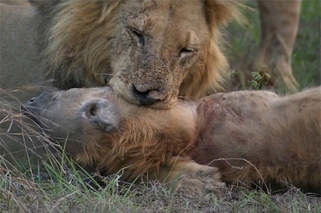 Clip: Cuộc chiến không hồi kết giữa sư tử và linh cẩu