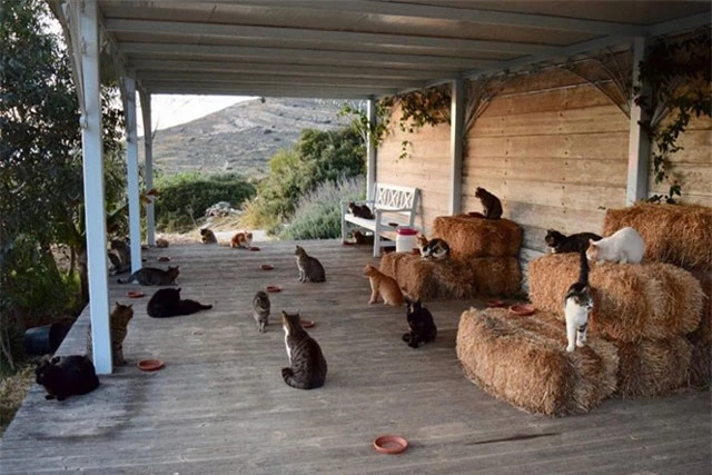 Trung tâm cứu hộ mèo trên đảo Syros ở Hy Lạp.